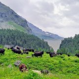Pas question que les troupeaux d'Hérens subissent le même sort que les bêtes contaminées en Savoie et en Haute-Savoie, pour Fabien Sauthier